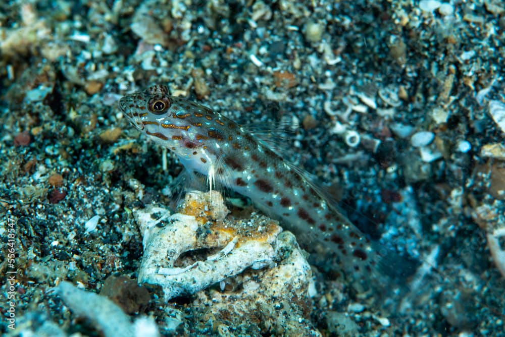 Silverspot Shrimpgoby Ctenogobiops crocineus