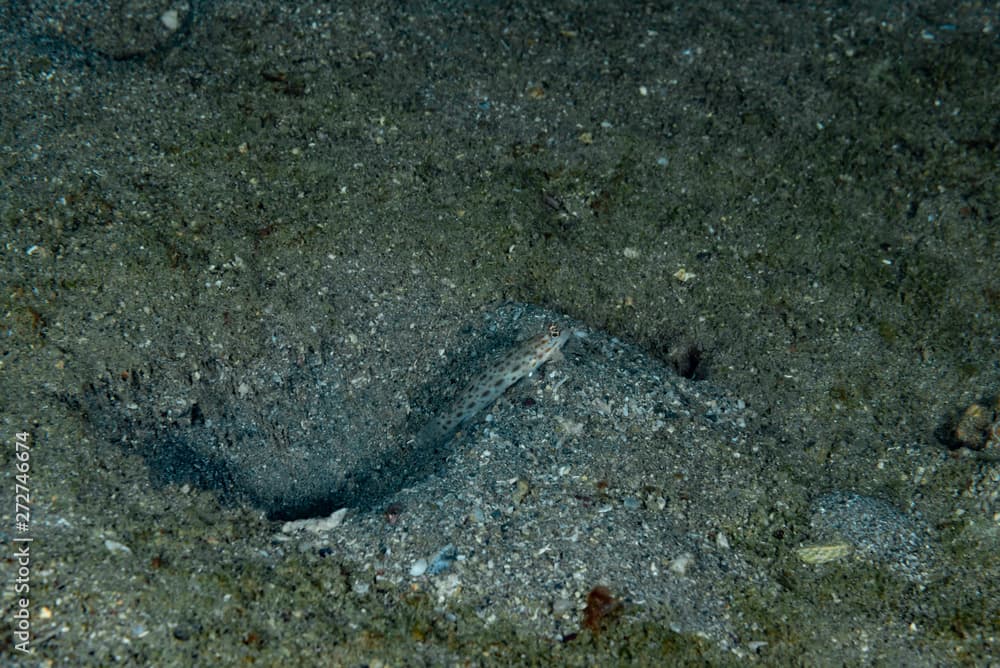 Saffrong Shrimp-goby Ctenogobiops crocineus