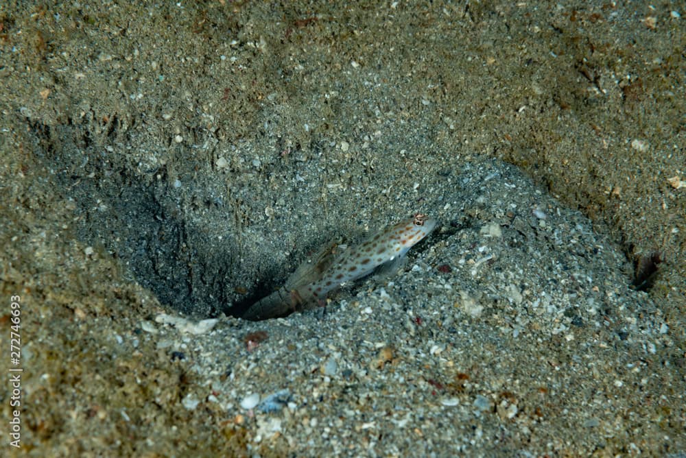 Saffrong Shrimp-goby Ctenogobiops crocineus