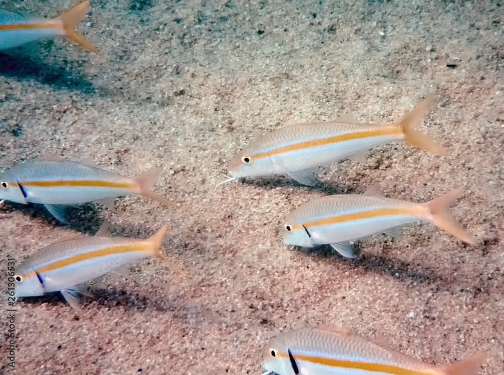 Mexican Goatfish (Mulloidichthys dentatus)