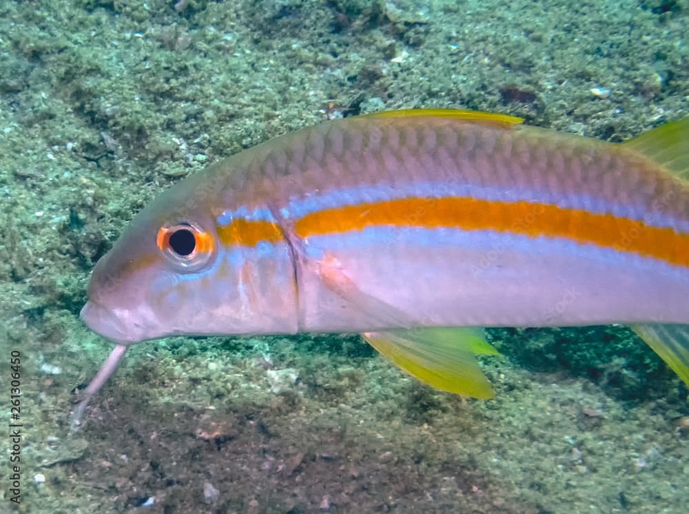 Mexican Goatfish (Mulloidichthys dentatus)