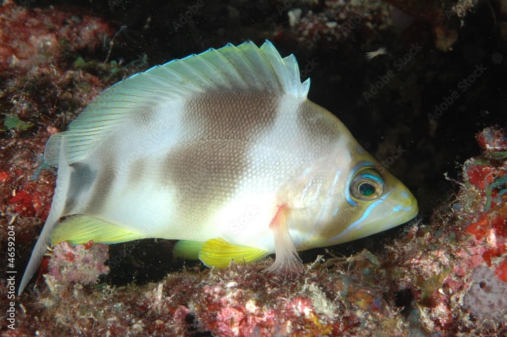 Butter Hamlet(nightime), Hypoplectrus unicolor