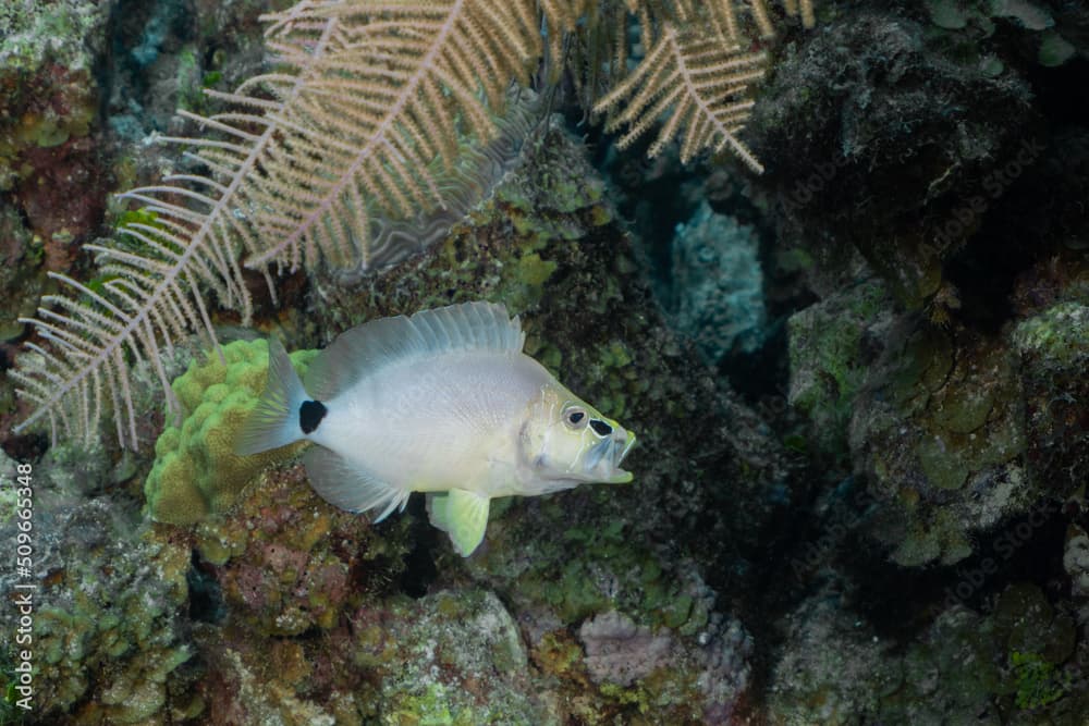 A butter hamlet on a tropical Caribbean reef. This small fish is considered to be very pretty and is therefore popular in the aquarium trade