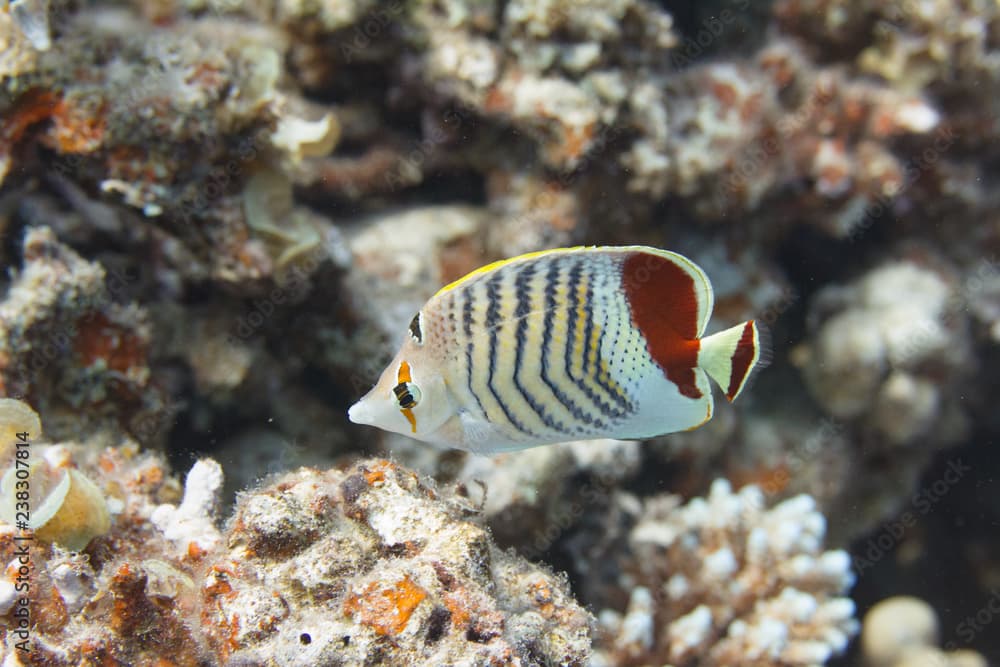 Crown Butterflyfish in Red Sea