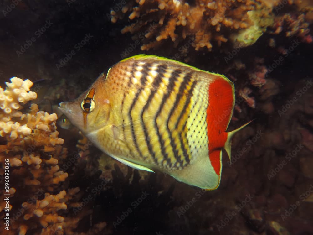 Close-up of a Crown butterflyfish Chaetodon paucifasciatus