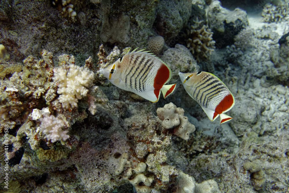 Eritrean butterflyfishes (Chaetodon paucifasciatus) in Red Sea