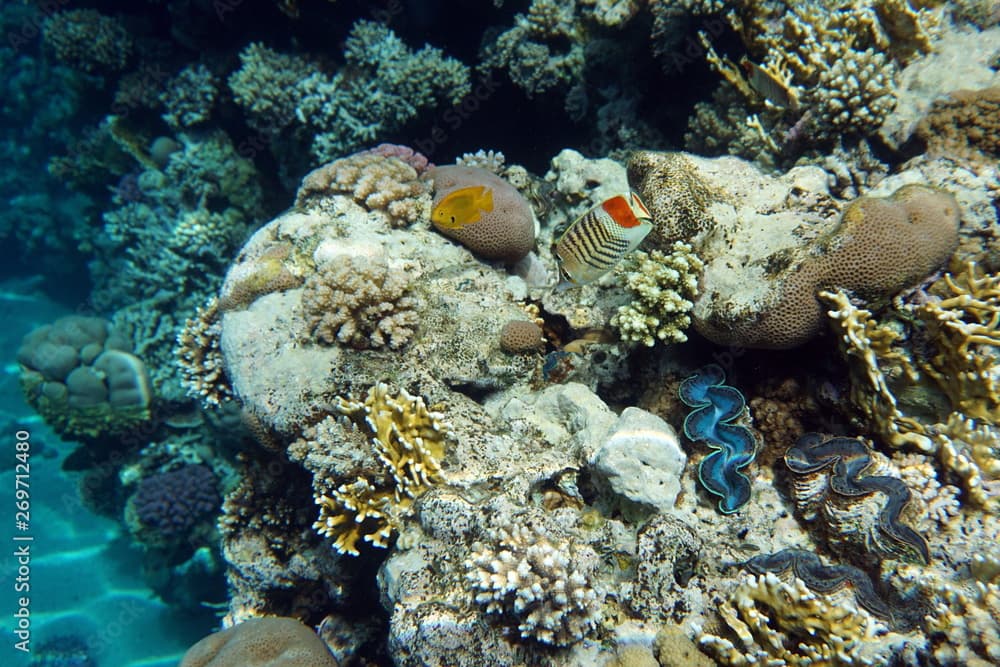 Chaetodon paucifasciatus, Eritrean butterflyfish