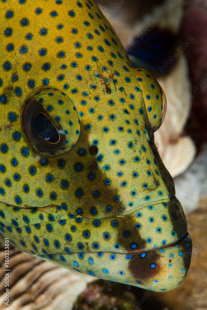 freckled grouper head closeup