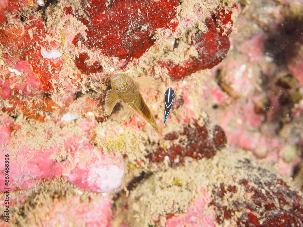 ヒリゾ浜の美しいサザナミヤッコ（キンチャクダイ科）の幼魚とベンケイハゼ（ハゼ科）。

静岡県伊豆半島賀茂郡南伊豆町中木から渡し船で渡るヒリゾ浜にて。
2023年10月22日水中撮影。

The Beautiful Zebra angelfish juvenile and Girdled goby. 

HIRIZO Beach, Nakagi, South IZU, Kamo-gun, Izu P