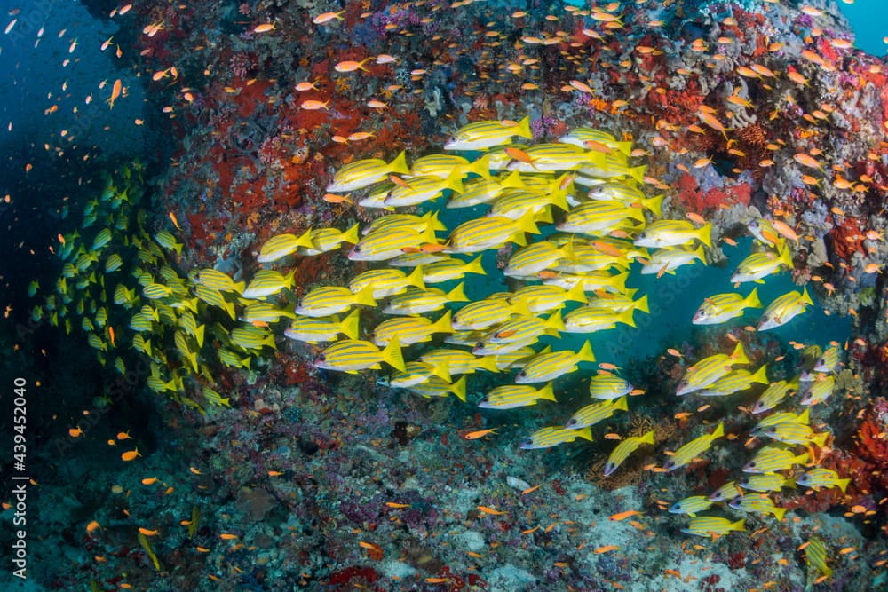 Blue banded snapper