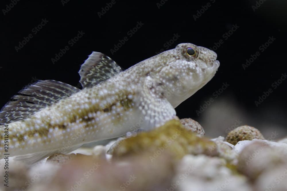 Dusky frillgoby (Bathygobius fuscus)