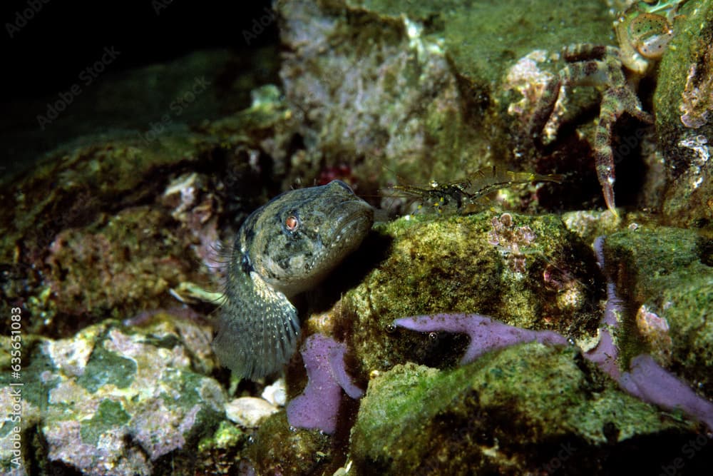 クモハゼ　潮溜まりの魚