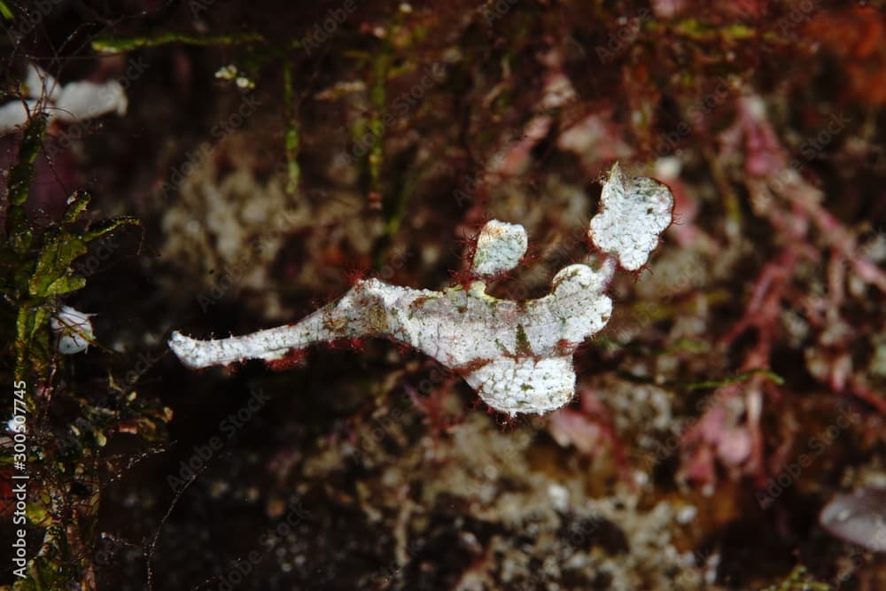 Halimeda Ghost Pipe Fish