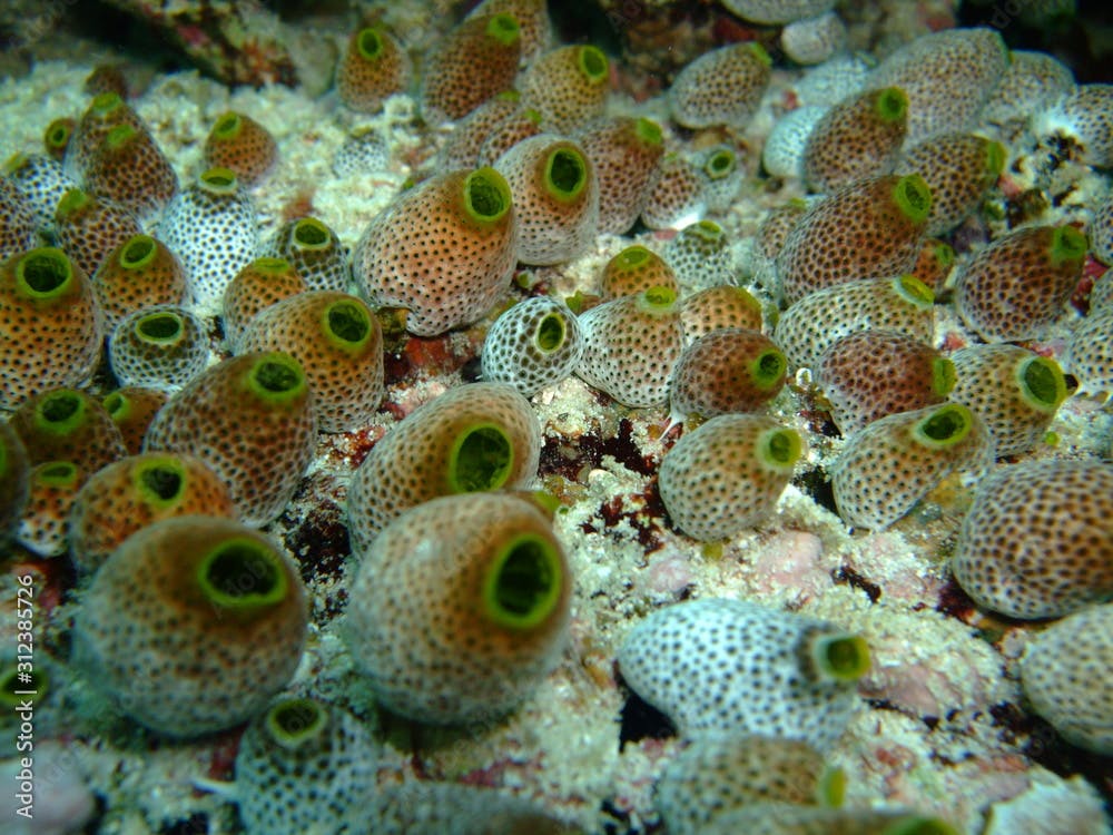 Colony of tunicates (Atriolum robustum), Maldives