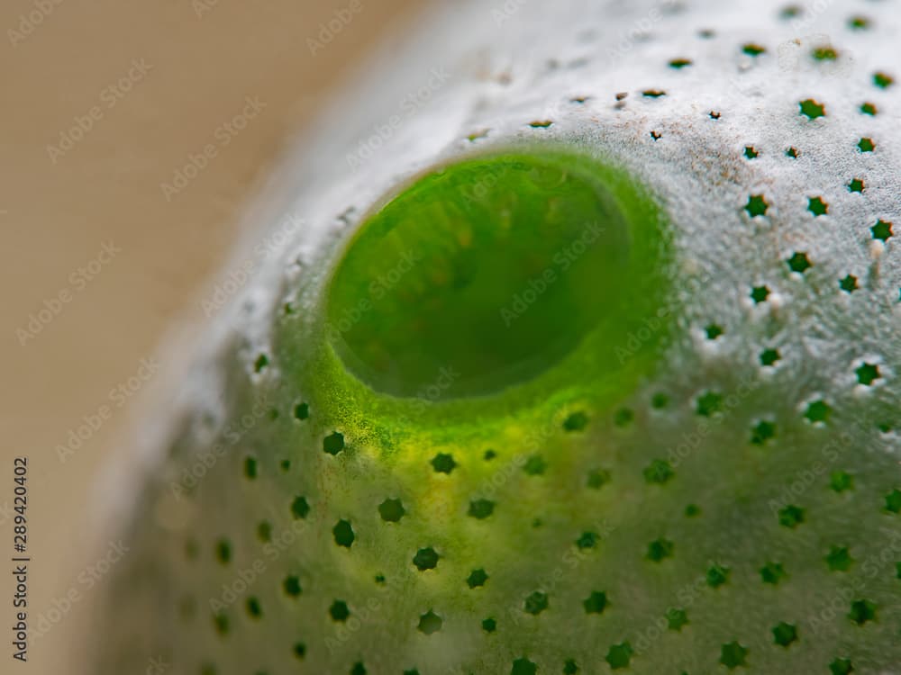 Green Urn Sea Squirt - Didemnum molle, Grüne Riffseescheide (Atriolum robustum)