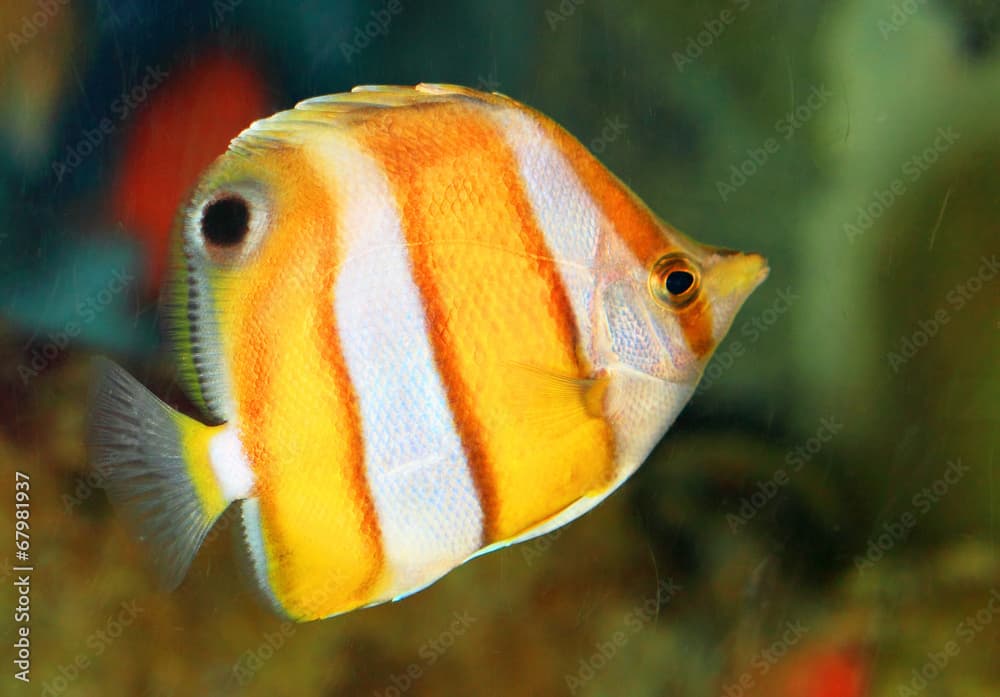 Brownbanded butterflyfish (Chaetodon modestus) in Japan