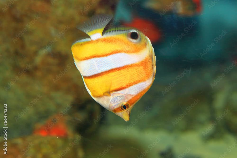 Brownbanded butterflyfish (Chaetodon modestus) in Japan