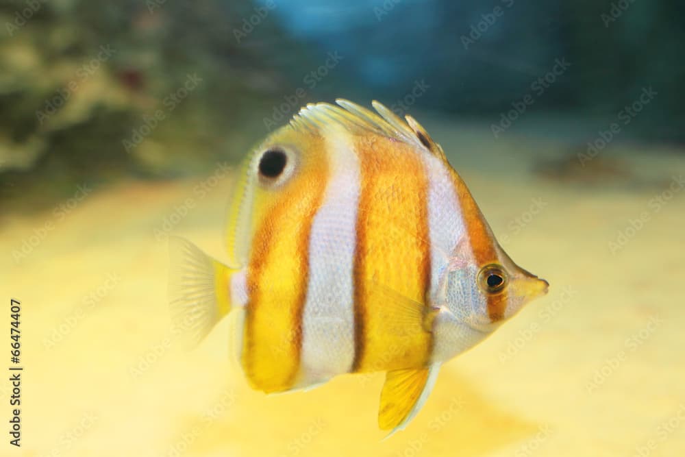 Brownbanded butterflyfish (Chaetodon modestus) in Japan