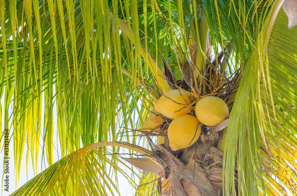 Coconut palm tree at the mambo beach