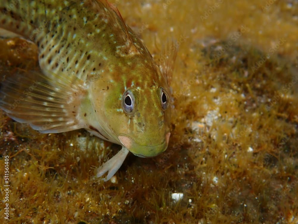 Rock pool blenny (Parablennius parvicornis) in tide pool in Gran Canaria, Spain