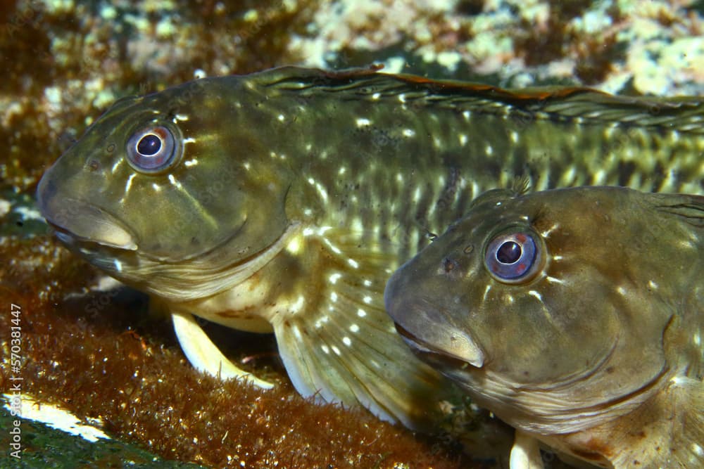 Pareja de peces Barriguda de los charcos