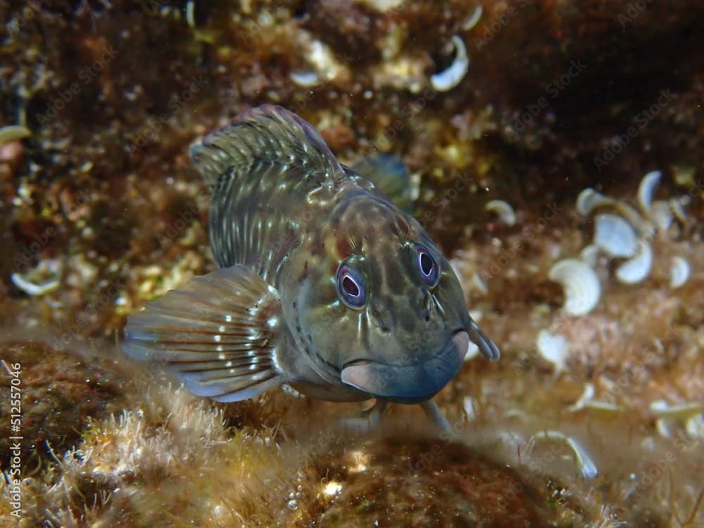 Rock pool Blenny (Parablennius parvicornis) underwater tide pool photography in Gran Canaria