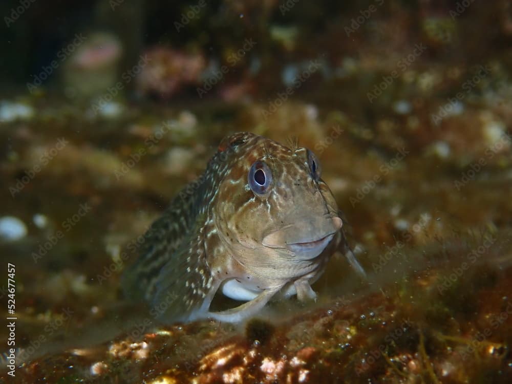 Rock pool blenny (Parablennius parvicornis) underwater photo in Gran Canaria, Canary Islands	