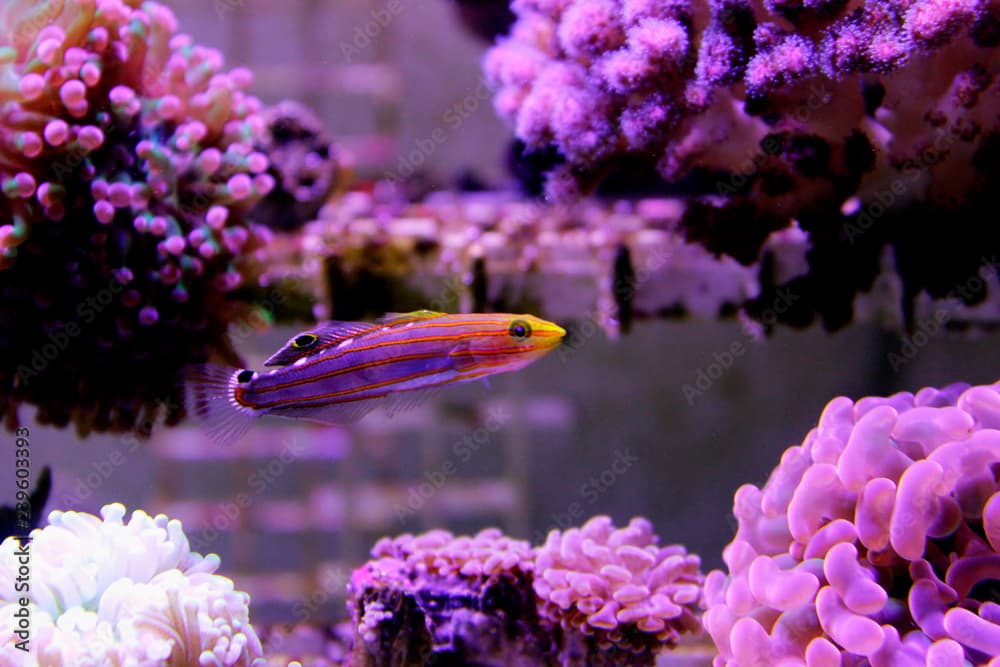 Court Jester Goby
(Koumansetta rainfordi)