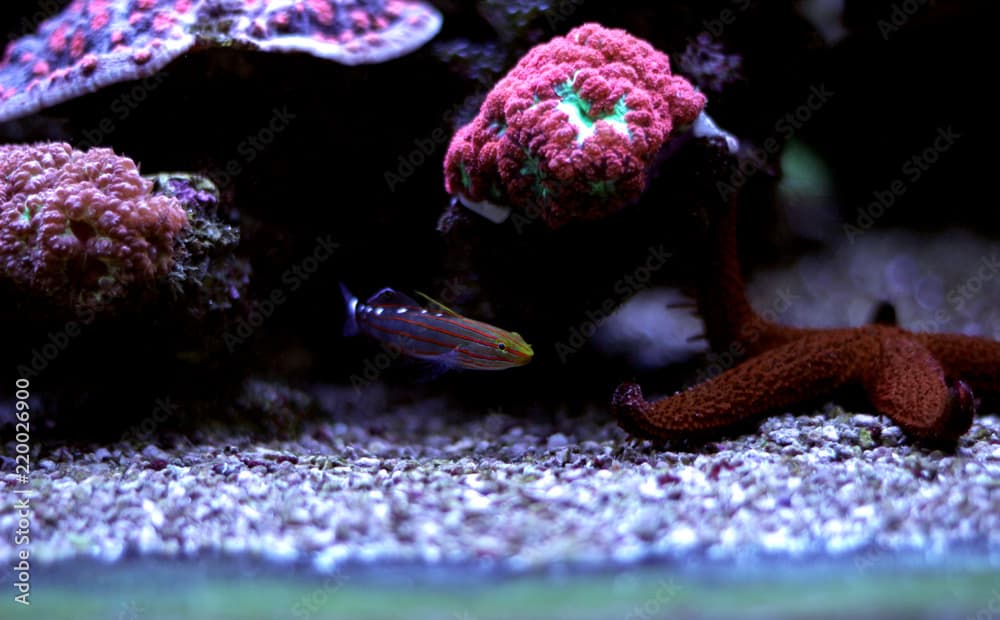 Court Jester Goby - Koumansetta rainfordi