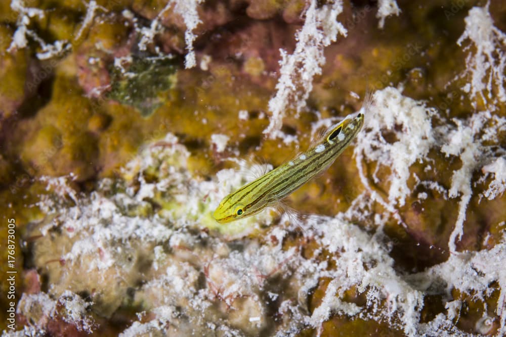 Rainford goby