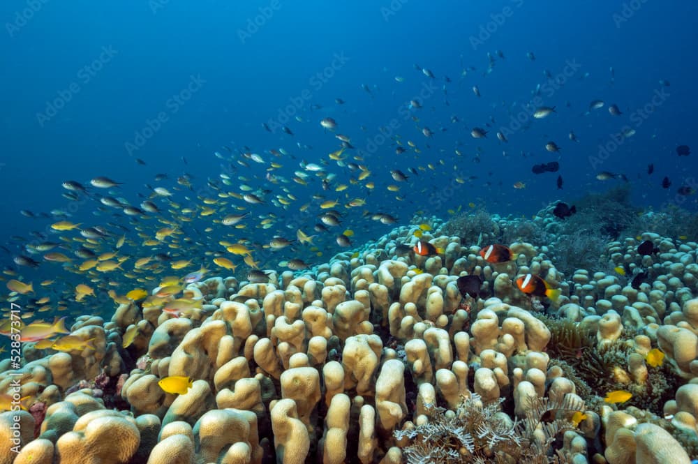 Massive hard color colony of Pavona clavus with anthias and damsels hovering, Raja Ampat Indonesia.