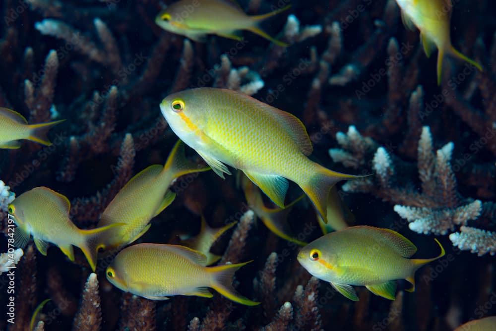 Threadfin Anthias Pseudanthias huchtii