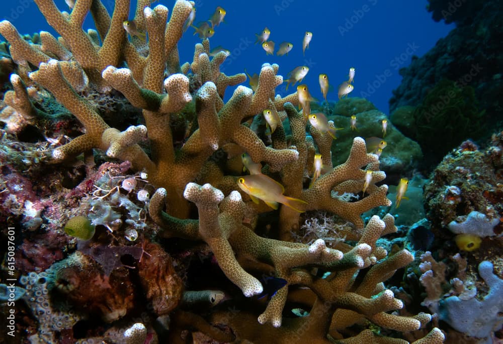 Threadfin Anthias sheltered in a hard coral Boracay island Philippines