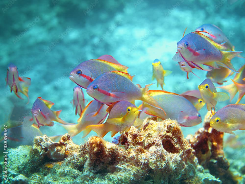 Colourful group of Anthias fishes in the sun on top of the roof of a coral reef at Moaboal, Philippines