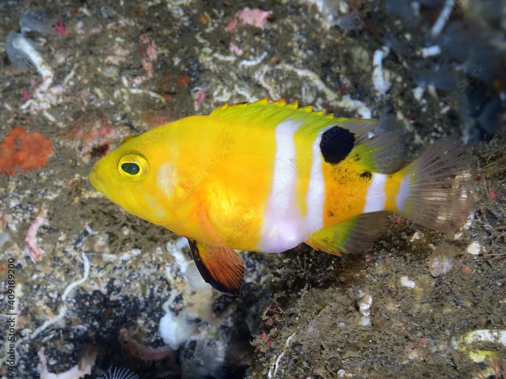 シマハタの幼魚