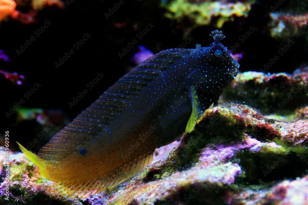 Starry Blenny or Snowflake Blenny fish - (Salarias ramosus) 