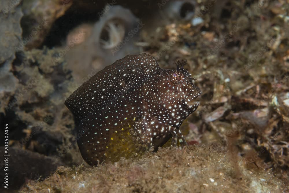 Blenny (salarias ramosus)