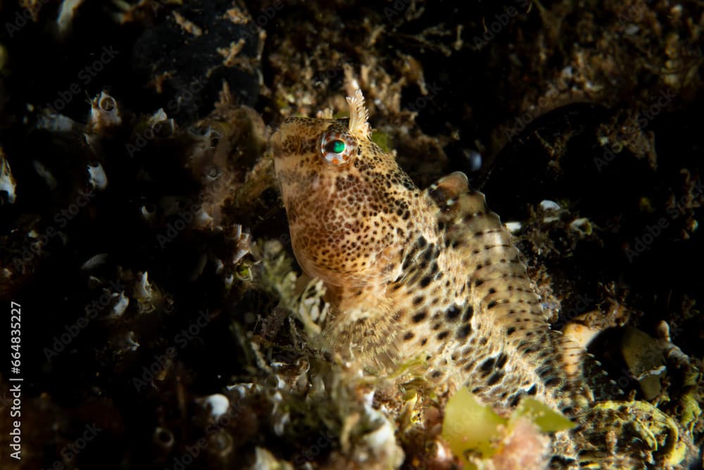 A blenny in it's natural habitat