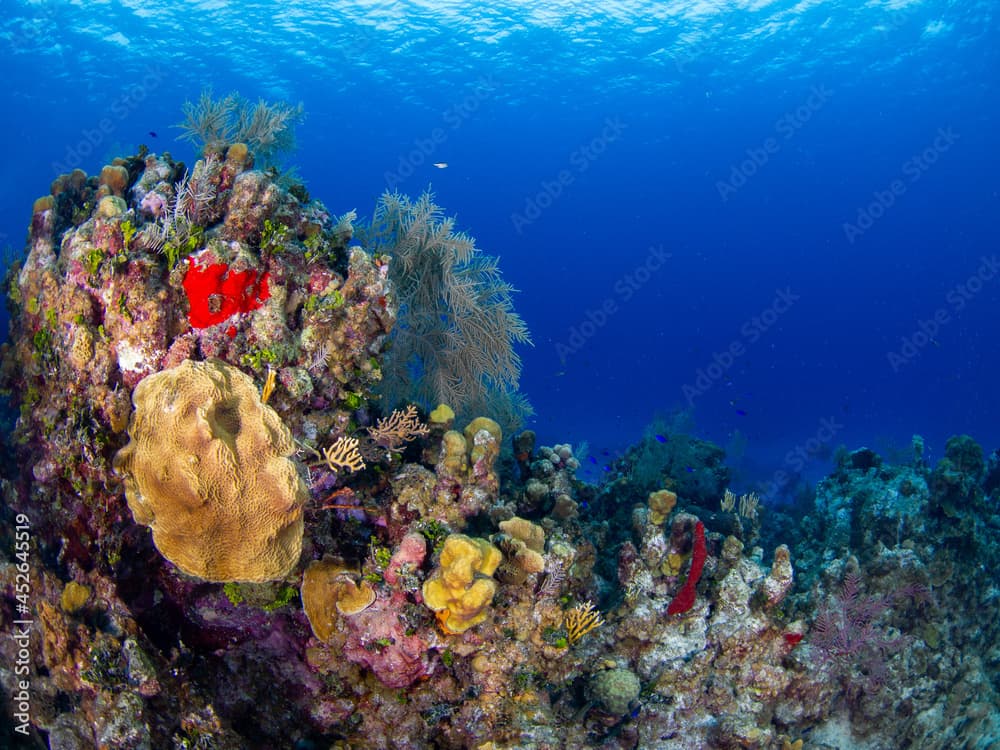 Coral reef (Grand Cayman, Cayman Islands)