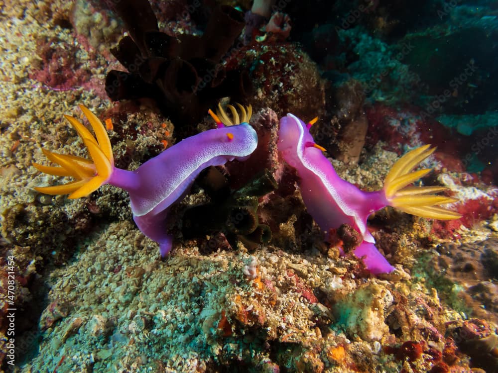 Three robe hem hypselodoris nudibranch (Hypselodoris apolegma) near Anilao, Philippines.  Underwater photography and travel.