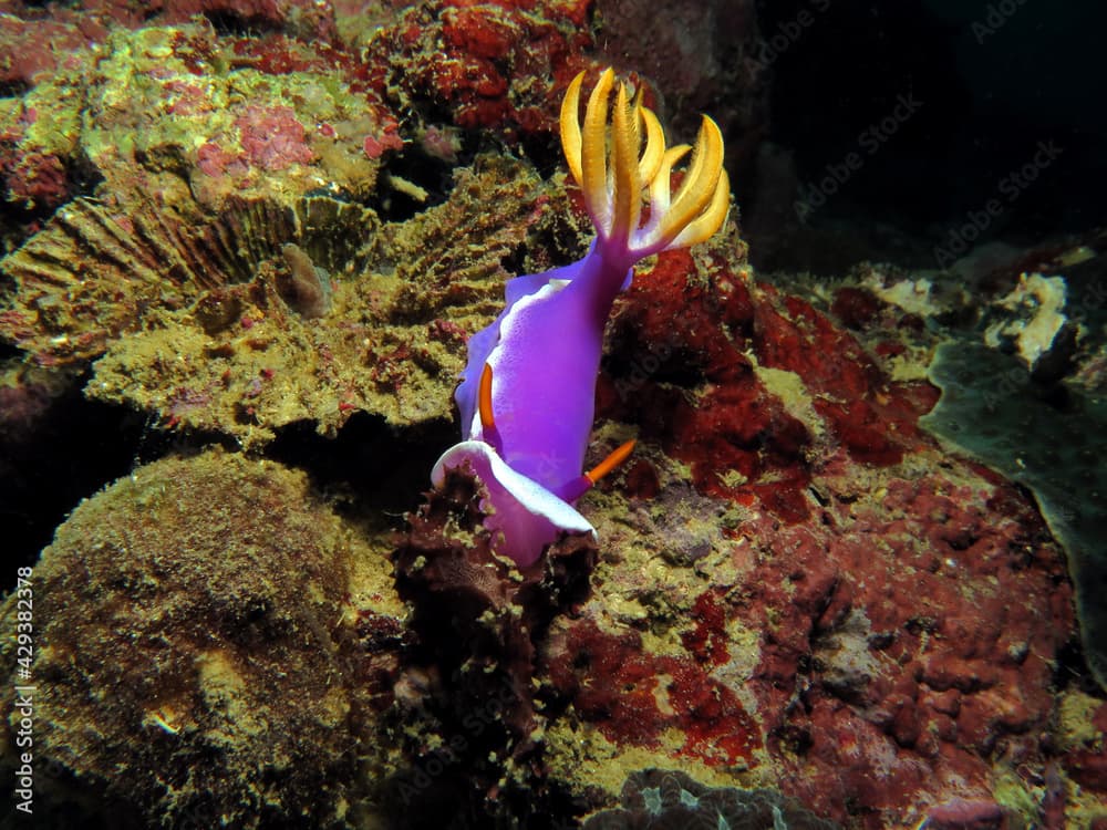 A Hypselodoris apolegma nudibranch Boracay Island Philippines