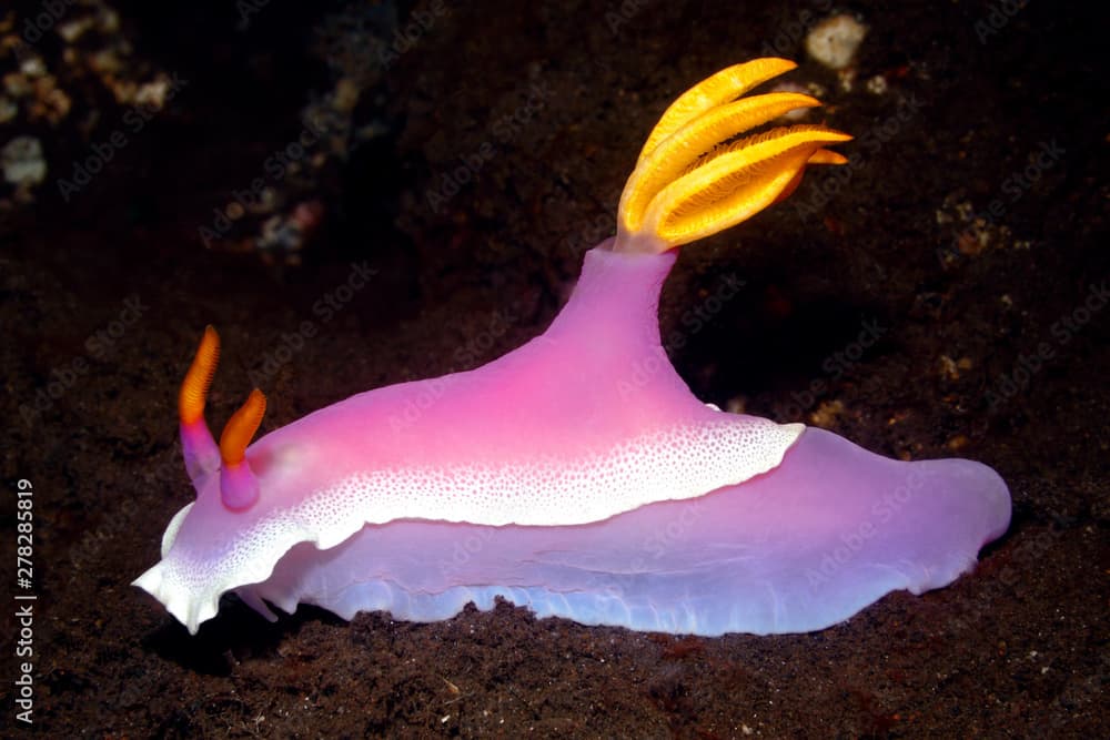 Nudibranch, Hypselodoris apolegma