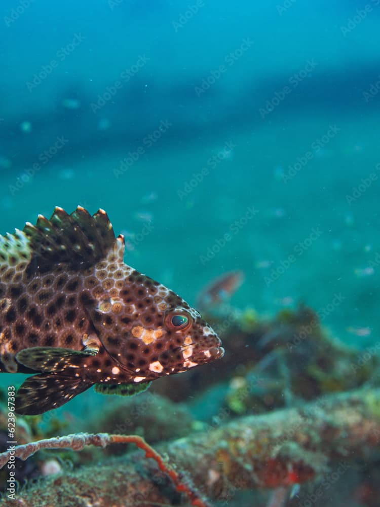 Epinephelus quoyanus swimming among lush seaweed on seabed