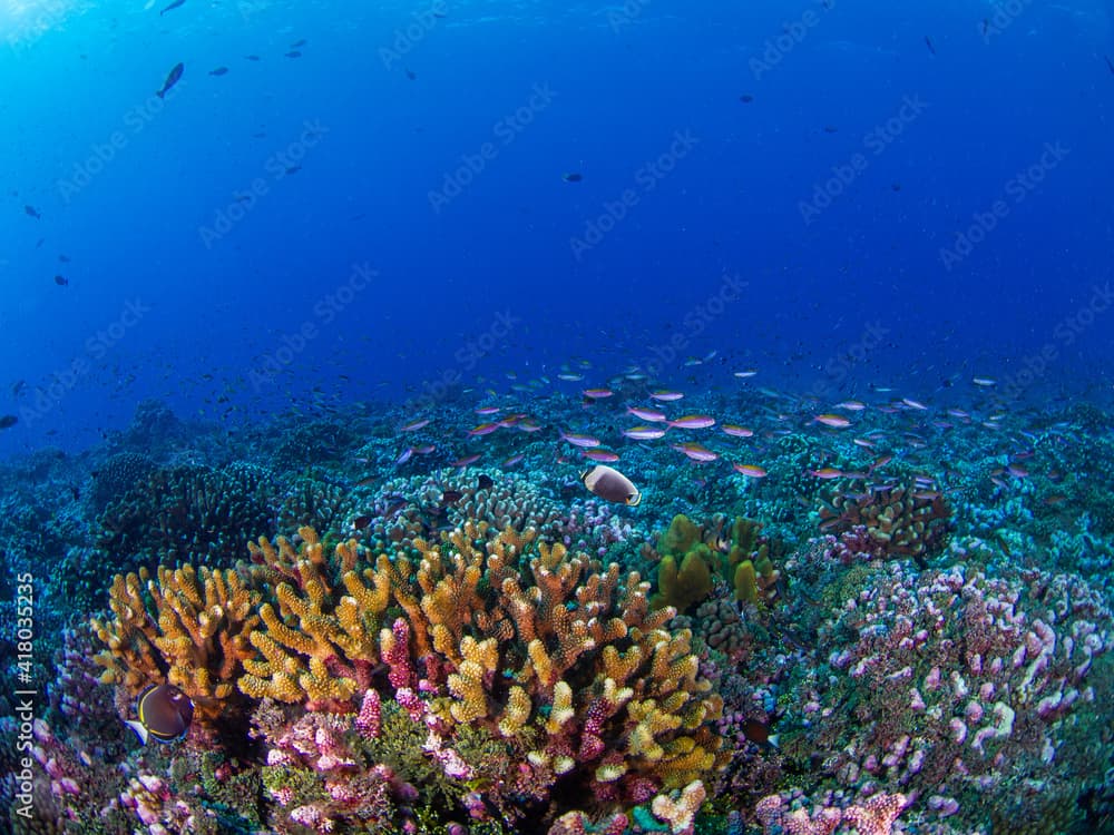 Magenta slender anthias · Luzonichthys waitei · Reeflings Library