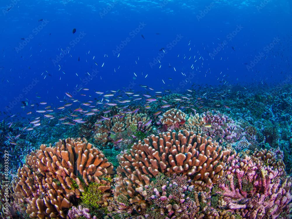 School of Magenta slender anthias in a coral reef (Rangiroa, Tuamotu Islands, French Polynesia in 2012)