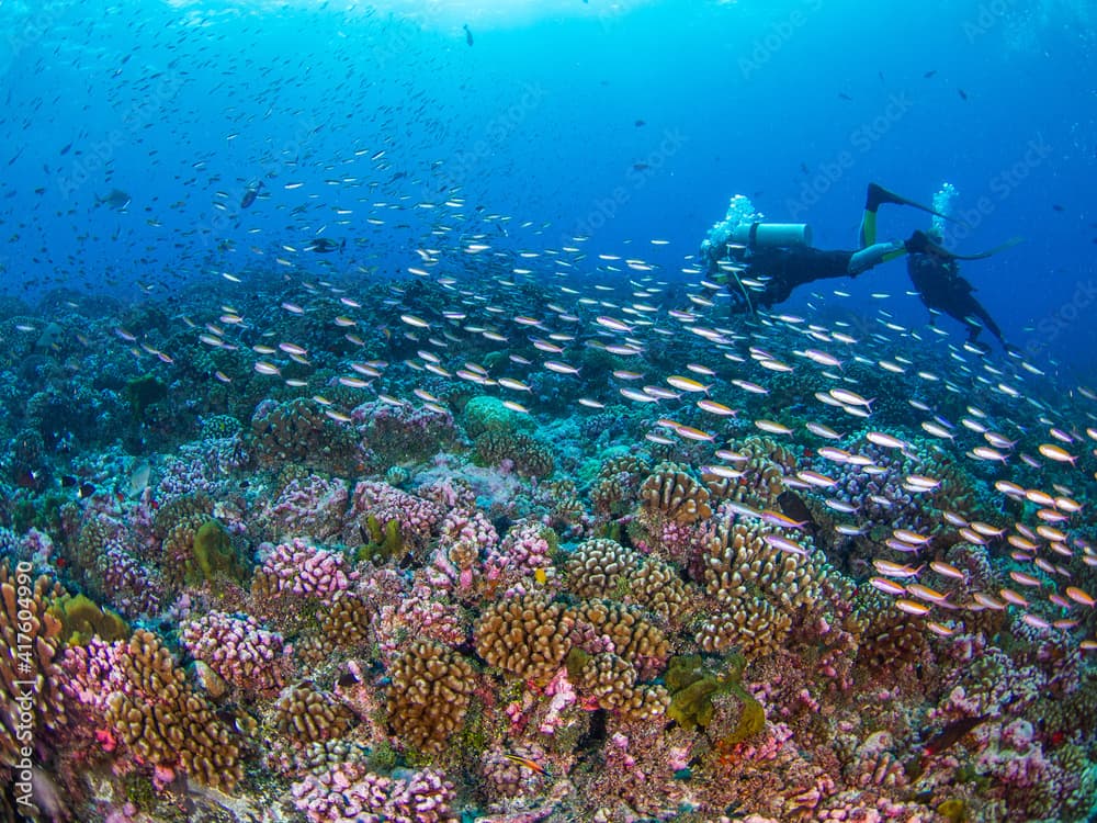 School of Magenta slender anthias in a coral reef (Rangiroa, Tuamotu Islands, French Polynesia in 2012)