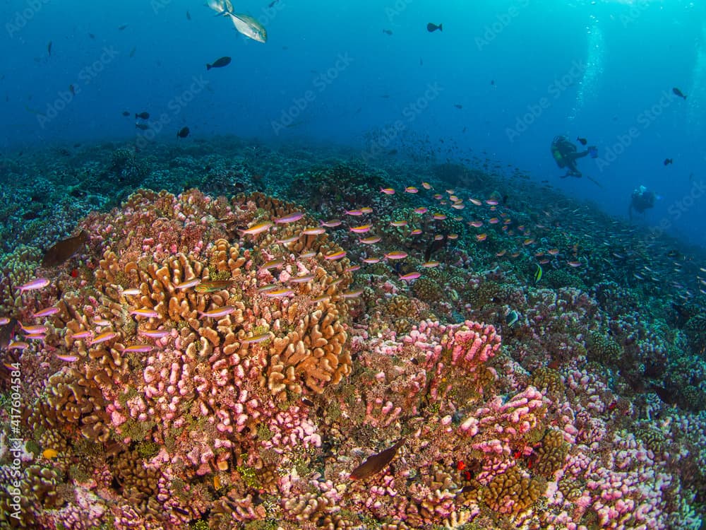 School of Magenta slender anthias in a coral reef (Rangiroa, Tuamotu Islands, French Polynesia in 2012)