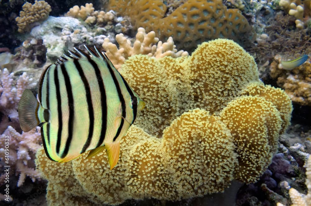 Yellow-dotted butterflyfish