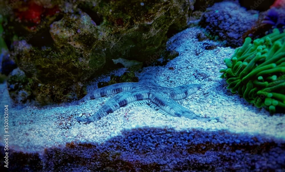 Sand Sifting Sea Star - (Astropecten polycanthus)