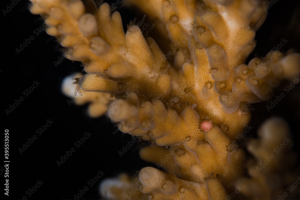 Egg-sperm bundles before spawning of Acropora elseyi